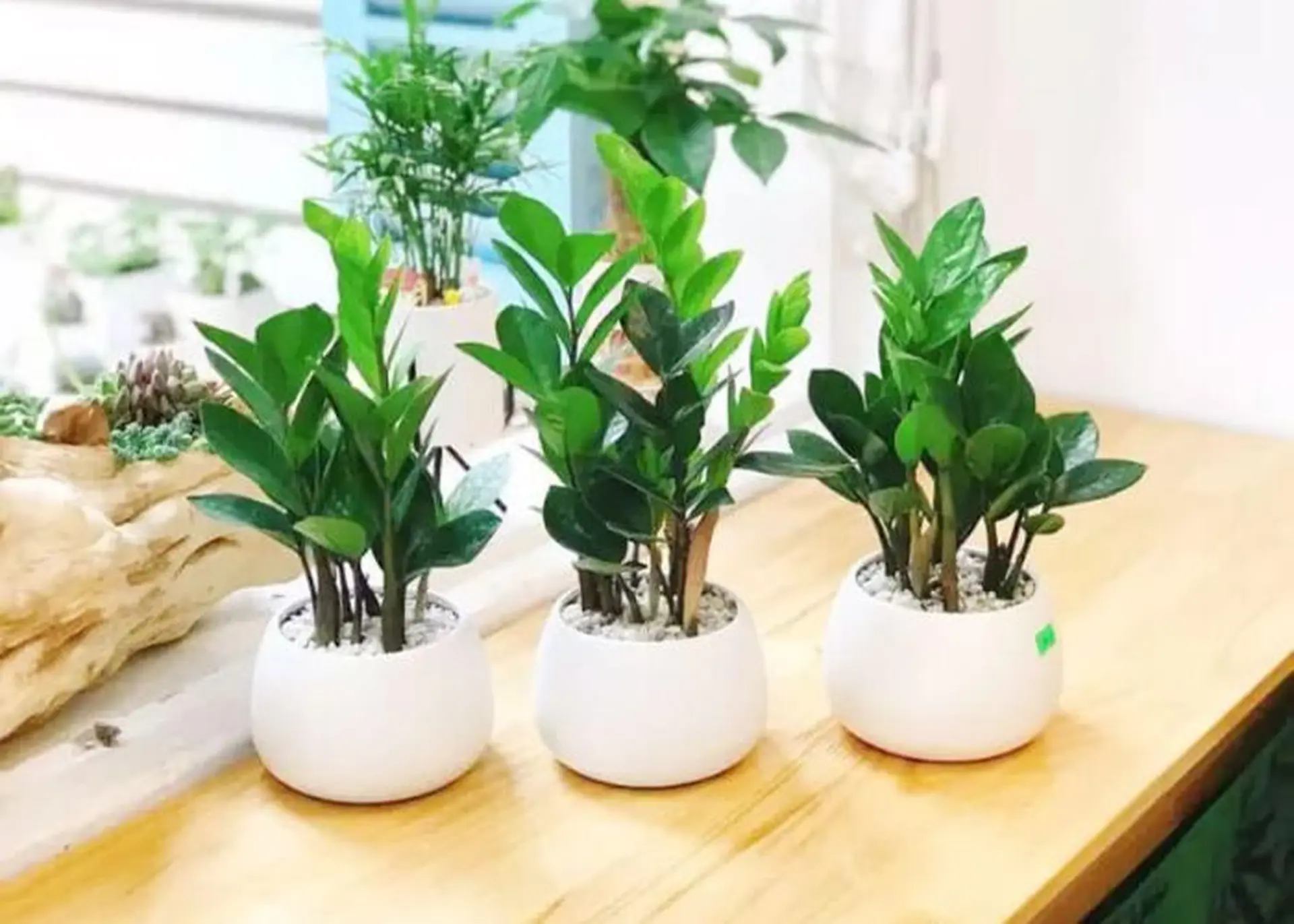 Top 10 cây phong thủy nên đặt trên bàn làm việc năm 2026