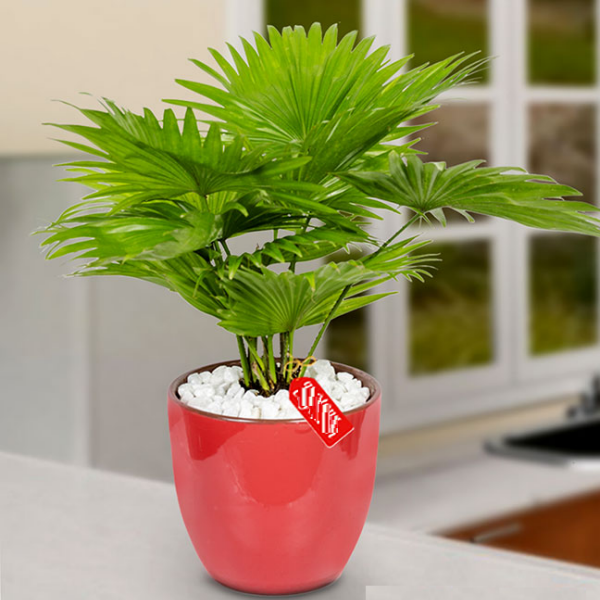 Top 10 cây phong thủy nên đặt trên bàn làm việc năm 2026